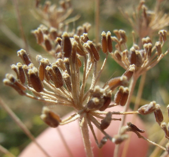 Anethum graveolens ? - Aneto